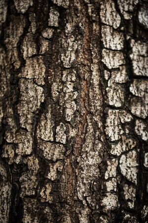 Tree bark texture background - Retro Effect Image.の写真素材