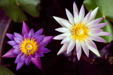 Beautiful pink waterlily or lotus flower in pond, Color Effect.の写真素材