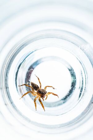 Jumping Spider On White Background, Spider in Thailandの写真素材