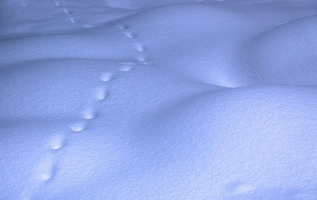 traces