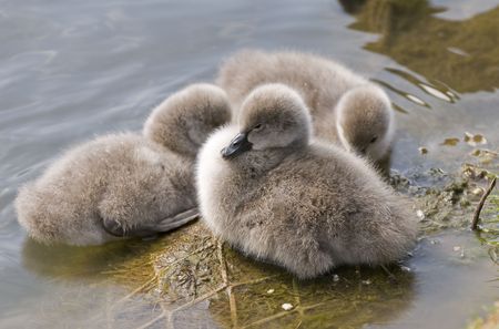 swan trioの写真素材