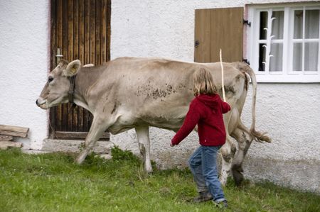little shepherdの写真素材