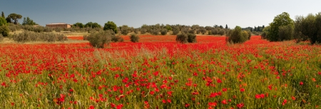 field of red poppies in tuscany regionの写真素材