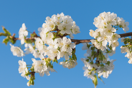 Blossoming cherry close-up blooming flowers on a concert, blurred background fragrant white flowers - Arriving jarsの写真素材