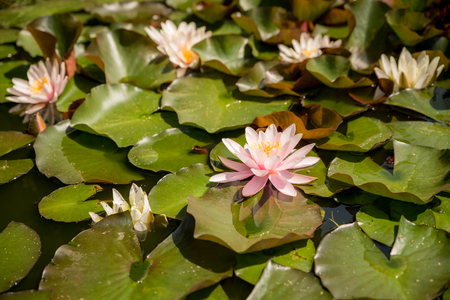 Pink blooming water lily in a natural lakeの写真素材