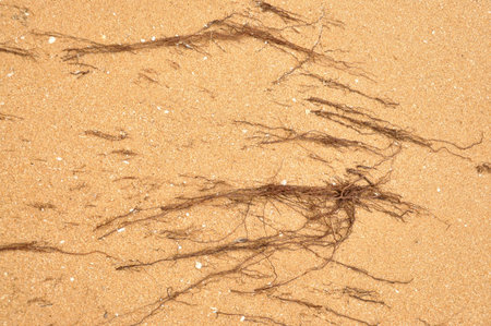 Sand