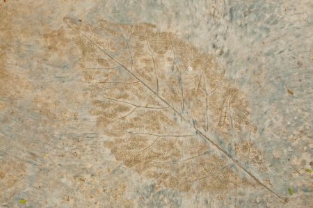 Leaf patternの写真素材