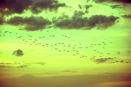 Crowd of birdsの写真素材