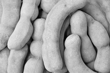 Tamarindsの写真素材