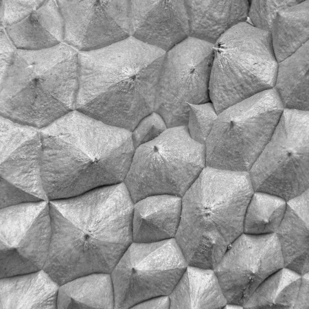 Durian rind backgroundの写真素材