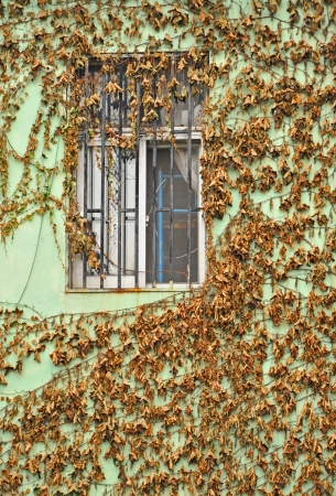 The tree ramble on the wallの写真素材