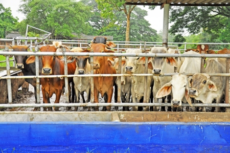 Cowsの写真素材