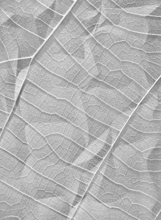 Clinkle leafの写真素材