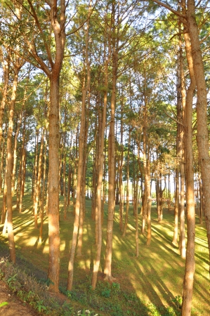 Trees in the forestの写真素材
