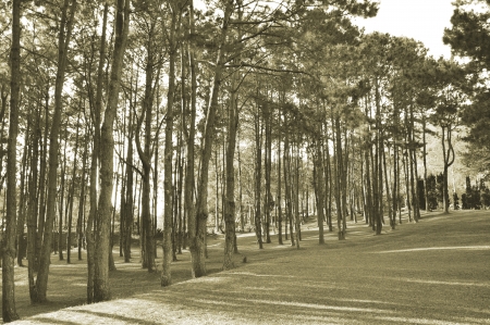 Trees in the forestの写真素材