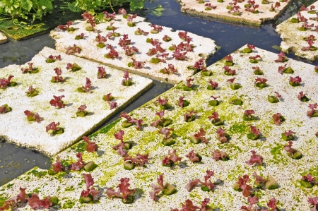 Vegetables hydroponics farmの写真素材