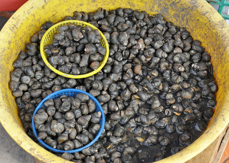 Pond snail in the market 