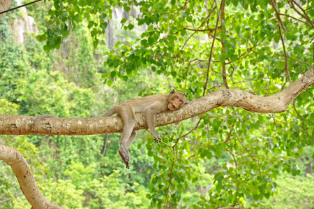 Monkey sleeping on the tree の写真素材