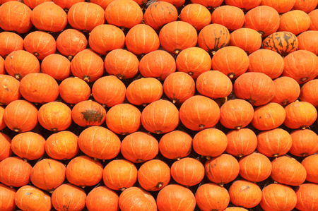Pumpkin arrangement for background.の写真素材