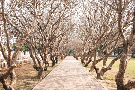 Plumeria tunnel at Nan National Museum, Nan, Thailand.のeditorial素材