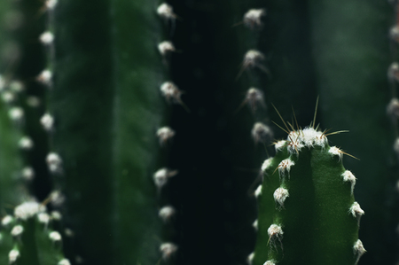 Close up of cactus in the garden.の写真素材
