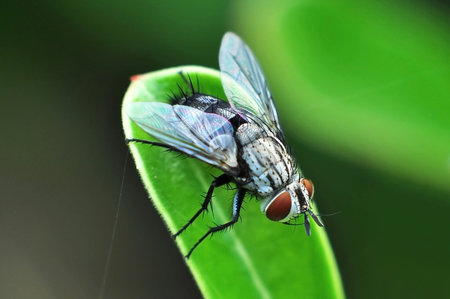 Close up of fly on green leaf.