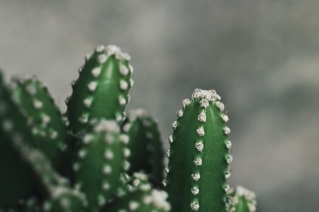 Close up of cactus in the garden.の写真素材