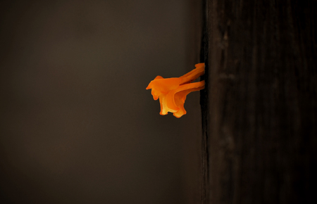 Yellow mushrooms on wood in rainy season.の写真素材