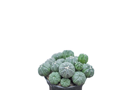 Cactus plants on isolated background.