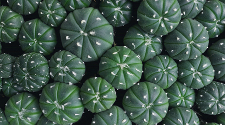 Cactus plants in the pot for background.のeditorial素材