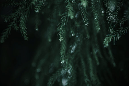 Water drops on the tree.