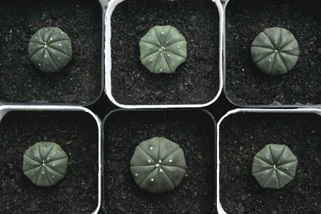 Close up of cactus plants in the pot.の写真素材