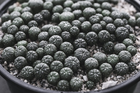 Close up of cactus plants in the pot. Vintage tone.