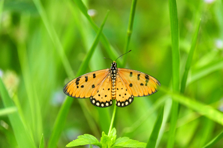 Butterfly clinging on the grass.の写真素材