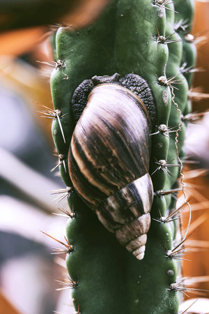 Snail on cactus plant in the garden.