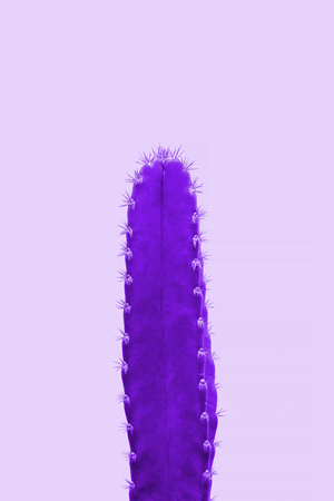 Cactus on violet background. Minimal stillife. Creative unusual.の写真素材