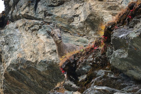 Young brown chamois eating grass in Yading national reserve, Daocheng county, Sichuan province, China.の写真素材