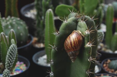 Snail on cactus plant in the garden.の写真素材