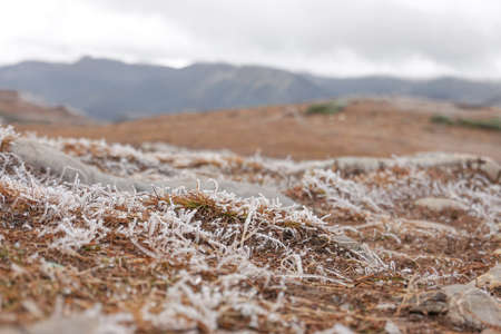 Frosted dry grass covered with snow in Shangri-La, Yunnan, China.の写真素材