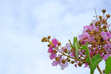 flower and grasshopperの写真素材