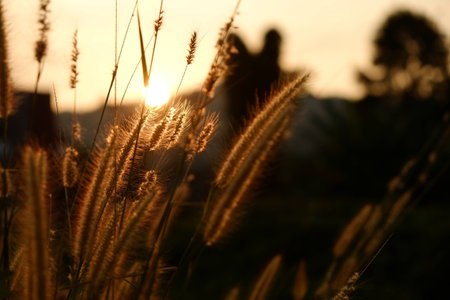 Field of grass during sunsetの写真素材
