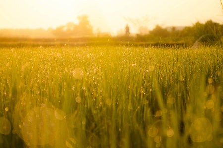 Field of grass during sunriseの写真素材