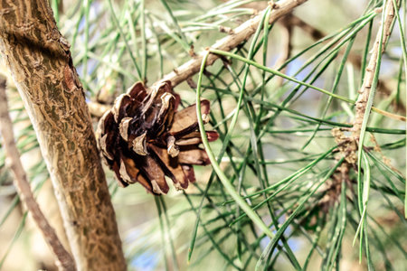 Pinecone.