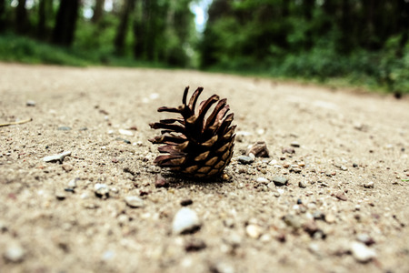 pineconeの写真素材