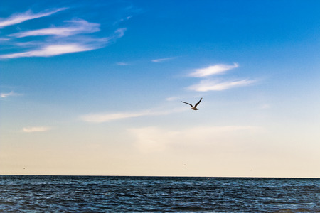 Seagull Flying Over The Seaの写真素材