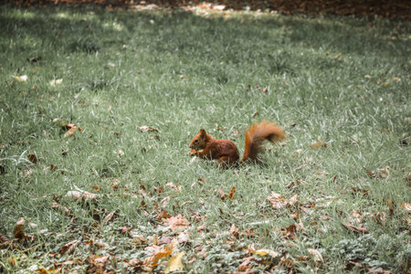 squirrel