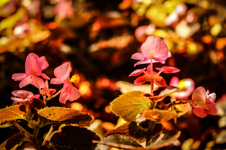 Autumn In The Parkの写真素材