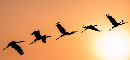 Panoramic Silhouette of Painted Stork flying against the setting Sun in a warm October eveningの写真素材