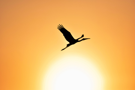 Silhouette of Painted Stork flying against the setting Sun in a warm October eveningの写真素材