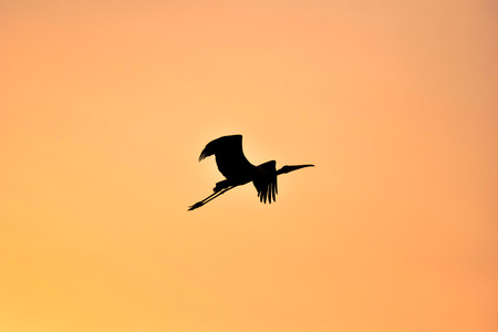 Silhouette of Painted Stork flying against orange Sky in a warm October eveningの写真素材